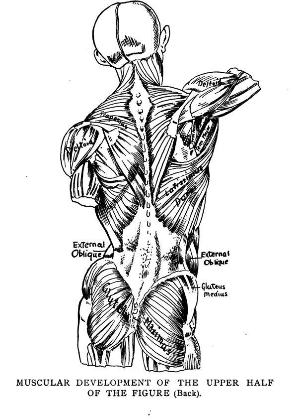 Human Anatomy Drawing Course - Human Anatomy Diagram Muscle Body Female