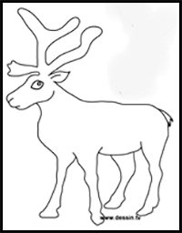Drawing Reindeer