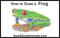 how to draw a red eyed tree frog