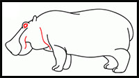 how to draw a Hippo or Hippopotamus