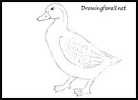 how to draw a duck for beginners