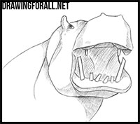 how to draw a hippo head
