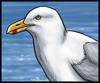 how to draw seagulls