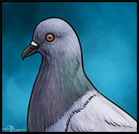 how to draw pigeons