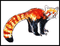 Red panda colored drawing