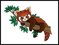 How to Draw A Red Panda in 6 steps