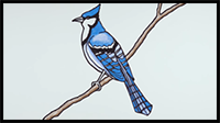 How to Draw Blue Jay Bird Easy | Drawing and Coloring Art Tutorial