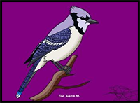 Easy Step by Step Instructions for How Draw Realistic Blue Jays