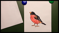 How to Draw a Bullfinch Bird