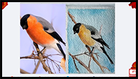 Birds Drawing Tutorial | How to Draw Bullfinch Easy | Bullfinch Watercolor Painting for Beginners