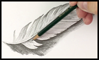 How to Draw a Feather with Pencil Step by Step
