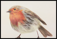 How to Draw Feathers with Colored Pencil