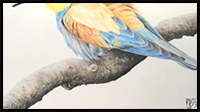How to Draw Fuzzy Feathers with Colored Pencils? Real Time