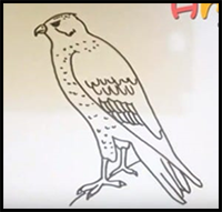 How to Draw a Hawk Easy Step by Step