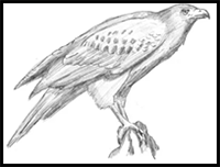 How to Draw a Hawk (Harris Hawk)
