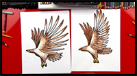 How to Draw a Realistic Hawk
