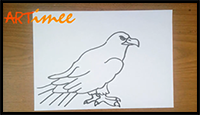 Drawing a Hawk in Easy Way!