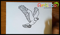 How to Draw a Hawk for Kids