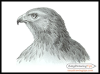 How to Draw a Realistic Hawk’s Head Step by Step