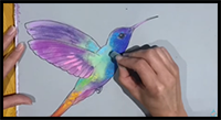 Beginners' - How to Draw a Hummingbird