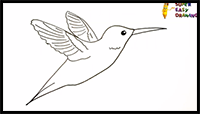 How to Draw a Hummingbird Step by Step - Hummingbird Drawing Easy