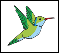 How to Draw a Hummingbird — Step by Step Guide