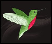 How to Draw Hummingbirds