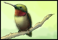 How to Draw a Ruby Throated Hummingbird