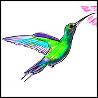 How to Draw a Hummingbird Tutorial