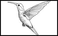 How to Draw a Hummingbird – Step by Step