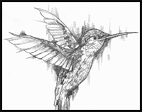 How to Draw a Hummingbird, with Sian Storey