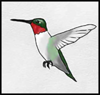 How to Draw Hummingbird