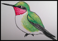 How to Draw a Male Ruby-Throated Hummingbird