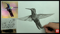 How to Draw a Hummingbird | Step by Step Tutorial