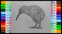 How to Draw a Kiwi Bird Step by Step | Bird Drawing Easy