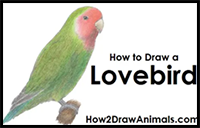 How to Draw a Lovebird