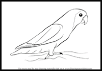 How to Draw Love Birds