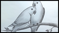 How to Draw two Parrots (Love Bird - Parrot Drawing)