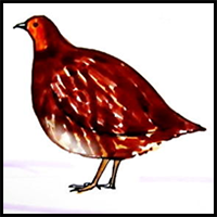 How to Draw a Partridge Tutorial