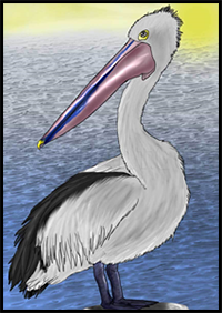 How to Draw a Pelican