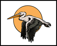 How to Draw a Pelican – A Step by Step Guide