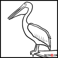 How to Draw a Pelican | Birds