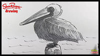 Learn How to Draw and Paint a Pelican in Grayscale – Illustration Technique