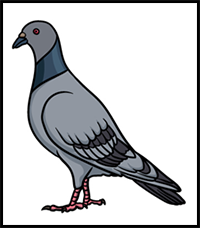 How to Draw a Pigeon – A Step by Step Guide