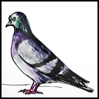 How to Draw a Pigeon Tutorial