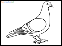 How to Draw an Easy Pigeon Step by Step for Beginners