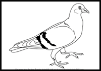 How to Draw Pigeons
