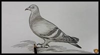 How to Draw Pigeon Step by Step