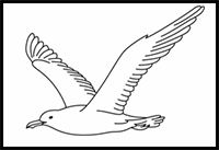 How to Draw a Seagull | Easy Drawings