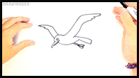 How to Draw a Seagull | Seagull Easy Draw Tutorial